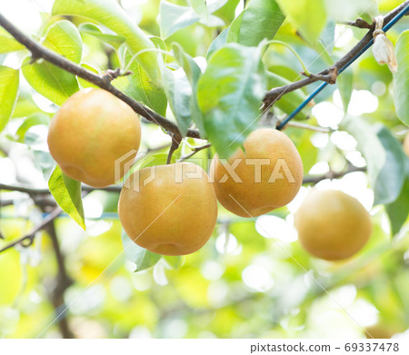 A lot of pear trees 69337478