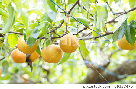 A lot of pear trees 69337479