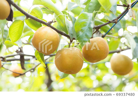 A lot of pear trees 69337480
