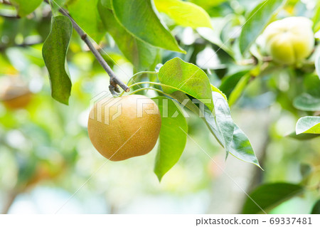 A lot of pear trees 69337481