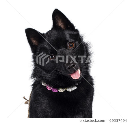 Black Schipperke dog on white background Black Schipperke dog on white background 69337494