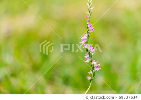 Spiranthes sinensis that blooms quietly Spiranthes sinensis that blooms quietly 69337634