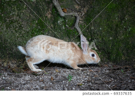 Wild Rabbit - Rabbit's Paradise Okunoshima - Wild Rabbit - Rabbit's Paradise Okunoshima - 69337635