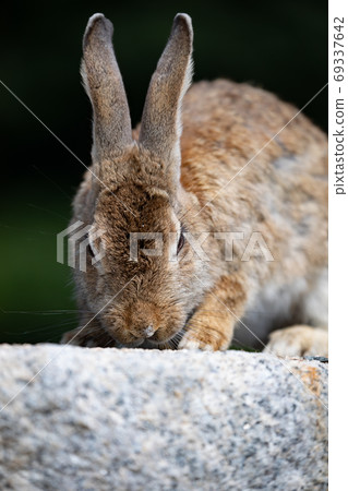 野兔 - 兔子天堂Okunoshima - 野兔 - 兔子天堂Okunoshima - 69337642