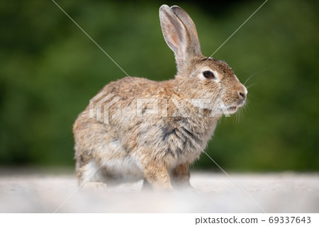 野兔 - 兔子天堂Okunoshima  -  69337643