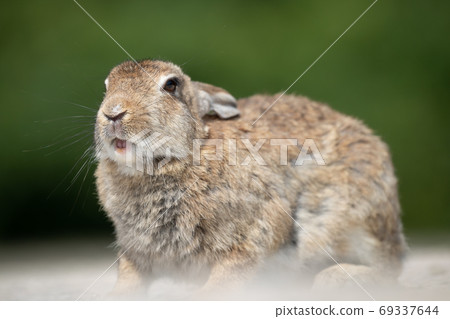 野兔 - 兔子天堂Okunoshima - 野兔 - 兔子天堂Okunoshima - 69337644