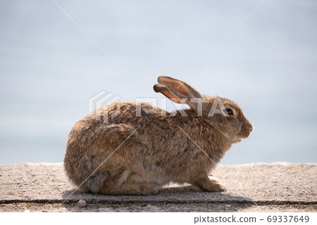野兔 - 兔子天堂Okunoshima  -  69337649
