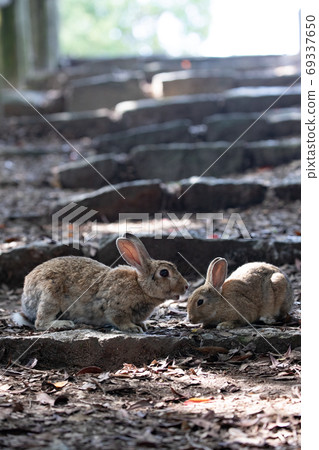 野生親子兔兔子樂園奧島 69337650