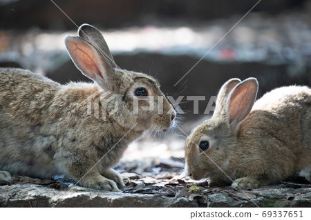 野生親子兔兔子樂園奧島 野生親子兔兔子樂園奧島 69337651