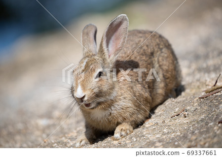 野兔 - 兔子天堂Okunoshima  -  69337661