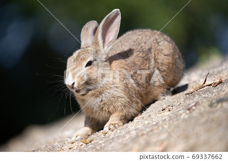 野兔 - 兔子天堂Okunoshima  -  69337662