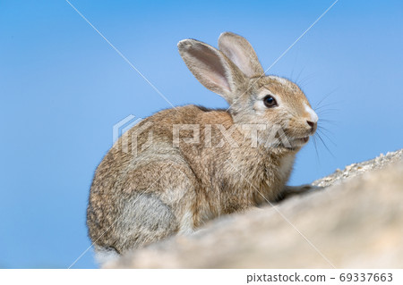 野兔 - 兔子天堂Okunoshima  -  69337663