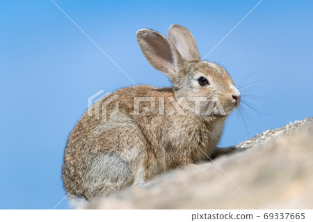 Wild Rabbit - Rabbit's Paradise Okunoshima - Wild Rabbit - Rabbit's Paradise Okunoshima - 69337665