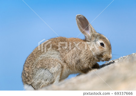 Wild Rabbit - Rabbit's Paradise Okunoshima - Wild Rabbit - Rabbit's Paradise Okunoshima - 69337666
