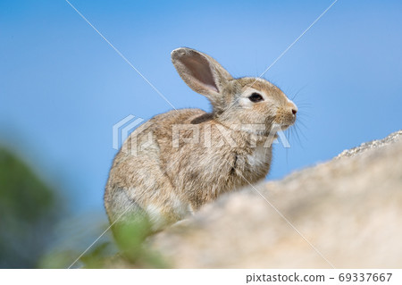 Wild Rabbit - Rabbit's Paradise Okunoshima - Wild Rabbit - Rabbit's Paradise Okunoshima - 69337667