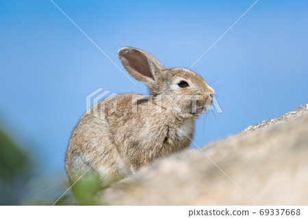 Wild Rabbit - Rabbit's Paradise Okunoshima - Wild Rabbit - Rabbit's Paradise Okunoshima - 69337668