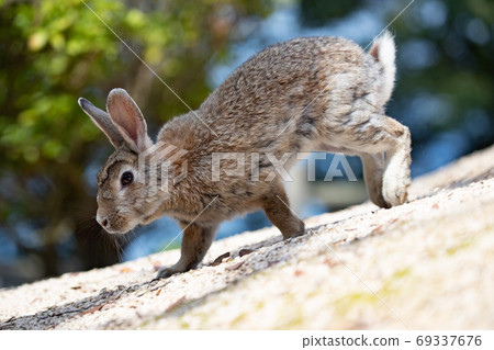 Wild Rabbit - Rabbit's Paradise Okunoshima - Wild Rabbit - Rabbit's Paradise Okunoshima - 69337676