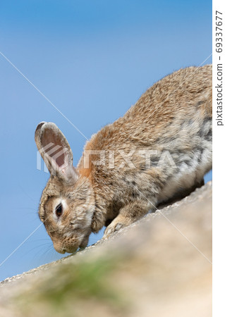 Wild Rabbit - Rabbit's Paradise Okunoshima - Wild Rabbit - Rabbit's Paradise Okunoshima - 69337677