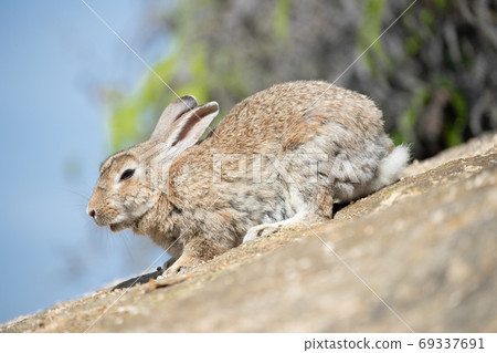 Wild Rabbit - Rabbit's Paradise Okunoshima - 69337691