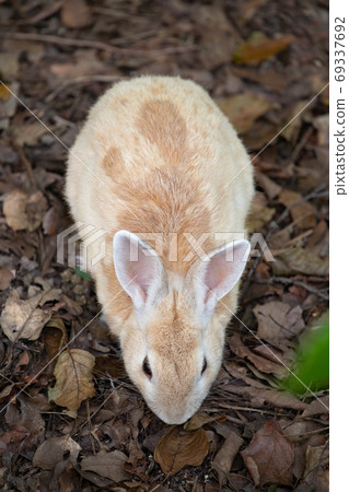 Wild Rabbit - Rabbit's Paradise Okunoshima - 69337692