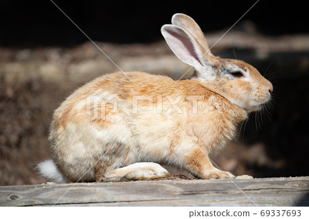 野兔 - 兔子天堂Okunoshima  -  69337693