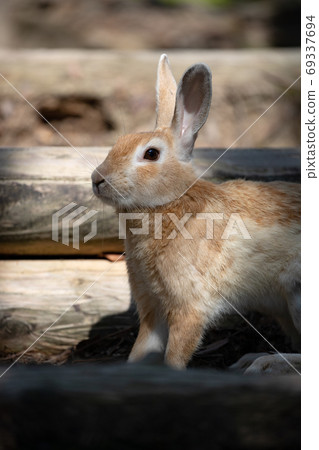 野兔 - 兔子天堂Okunoshima  -  69337694
