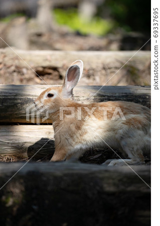 Wild Rabbit - Rabbit's Paradise Okunoshima - 69337695