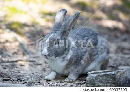 Wild Rabbit - Rabbit's Paradise Okunoshima - Wild Rabbit - Rabbit's Paradise Okunoshima - 69337705