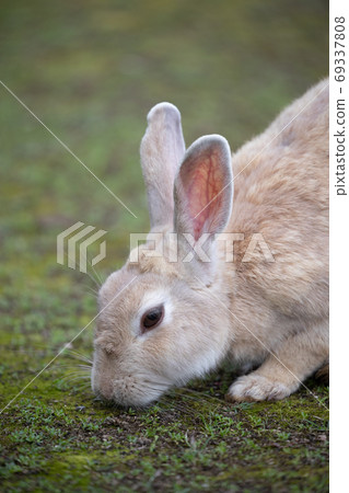 野兔 - 兔子天堂Okunoshima - 野兔 - 兔子天堂Okunoshima - 69337808