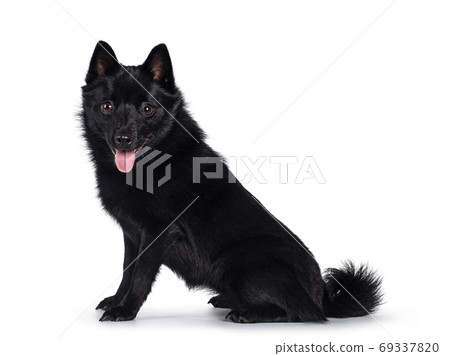 Black Schipperke dog on white background 69337820
