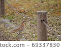 Honey thrush 69337830