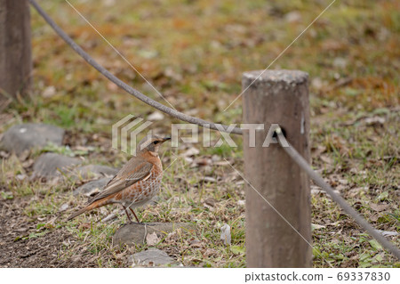 Honey thrush Honey thrush 69337830