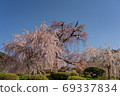 Kyoto Gion Weeping Cherry Blossoms 69337834
