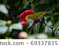 Camellia and mezzo 69337835