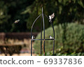 Great tit 69337836