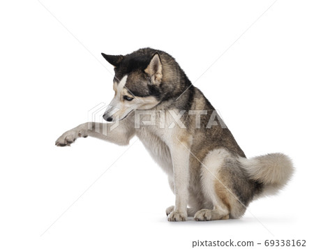 Beautiful Husky dog on white background Beautiful Husky dog on white background 69338162