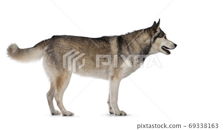 Beautiful Husky dog on white background Beautiful Husky dog on white background 69338163