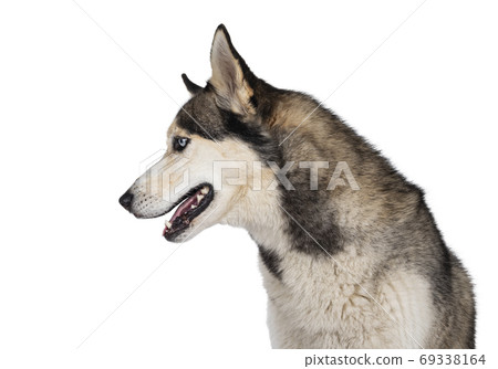 Beautiful Husky dog on white background Beautiful Husky dog on white background 69338164