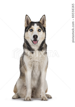 Beautiful Husky dog on white background Beautiful Husky dog on white background 69338165