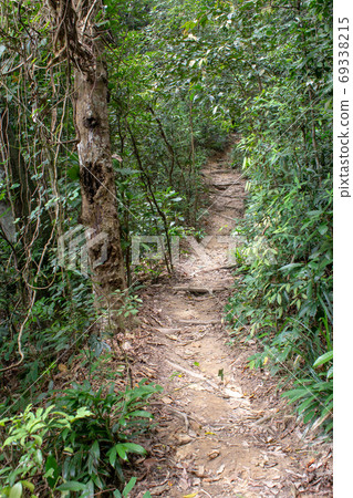 Pathway on Transcarioca Trail at Tijuca Forest, Rio de Janeiro 69338215