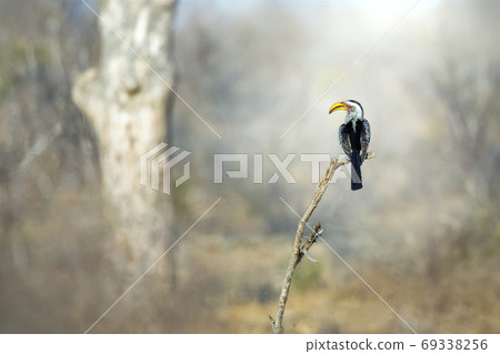 Southern yellow-billed hornbill in African landscape Southern yellow-billed hornbill in African landscape 69338256