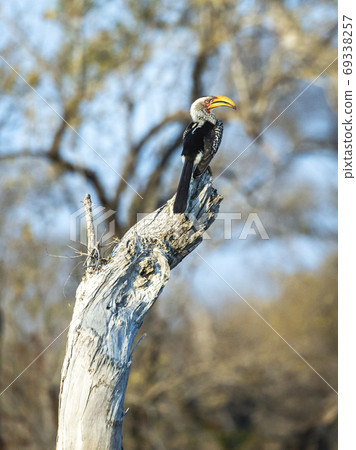 Southern yellow-billed hornbill in African landscape Southern yellow-billed hornbill in African landscape 69338257