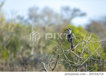 Southern yellow-billed hornbill in African landscape 69338258