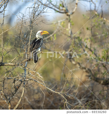 Southern yellow-billed hornbill in African landscape Southern yellow-billed hornbill in African landscape 69338260