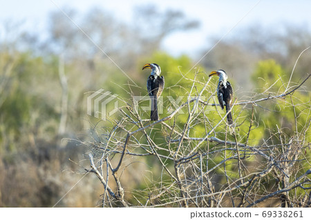 Southern yellow-billed hornbill in African landscape 69338261