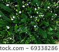 Beautiful nature background of vertical garden with green leaves 69338286