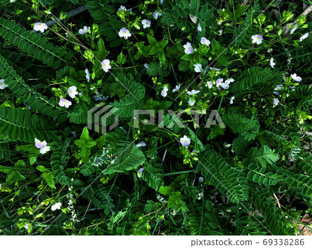Beautiful nature background of vertical garden with green leaves 69338286