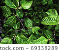 Beautiful nature background of vertical garden with green leaves 69338289