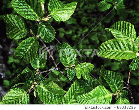 Beautiful nature background of vertical garden with green leaves 69338289