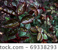 Beautiful nature background of vertical garden with green leaves 69338293